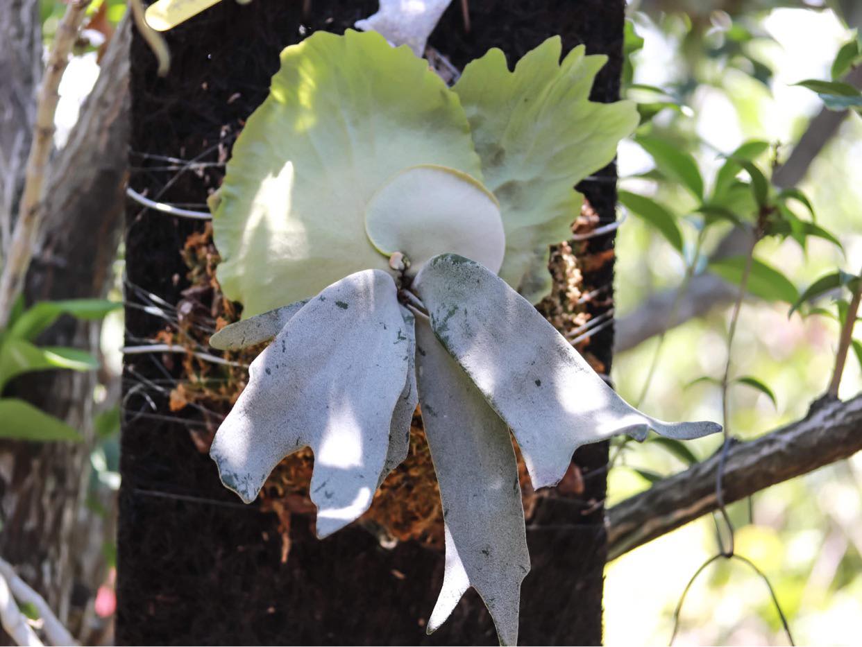 P.Willinckii cv. White swan （白天鵝） 沒錯，大家可能比較有印象的