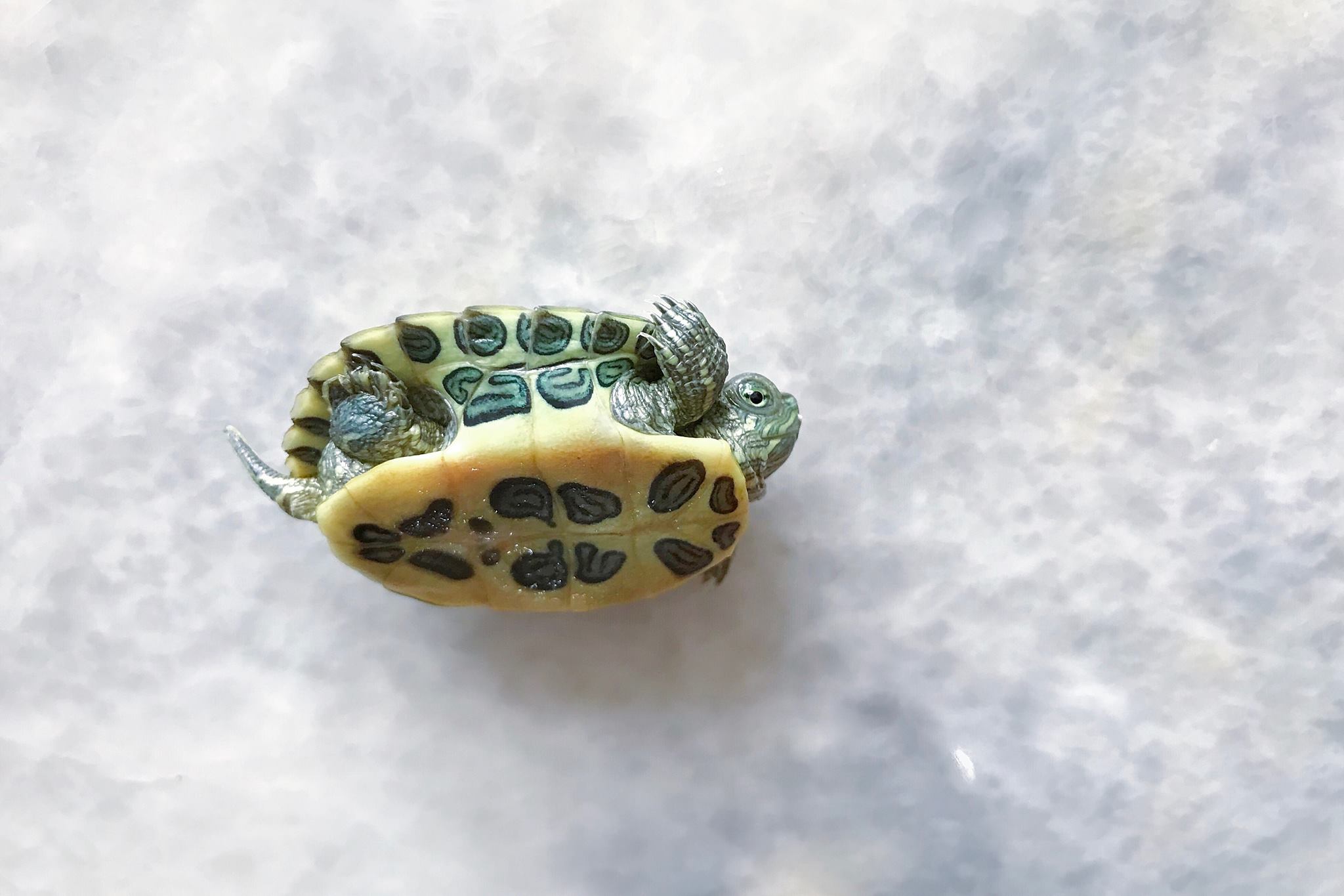 Tuck Turtle - Want to bask...Too lazy to climb on rock. Turtle ...