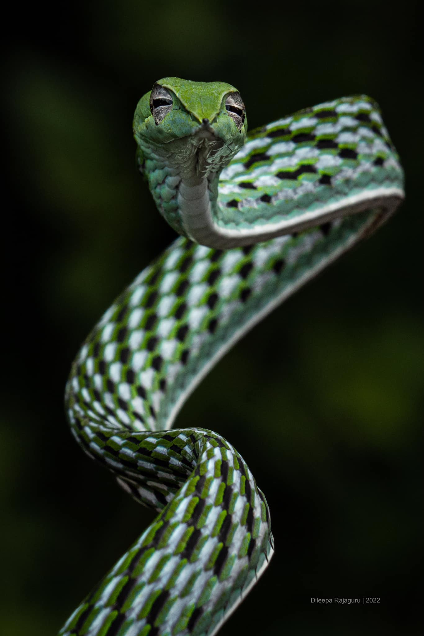 Dileepa Rajaguru Wildlife Photography