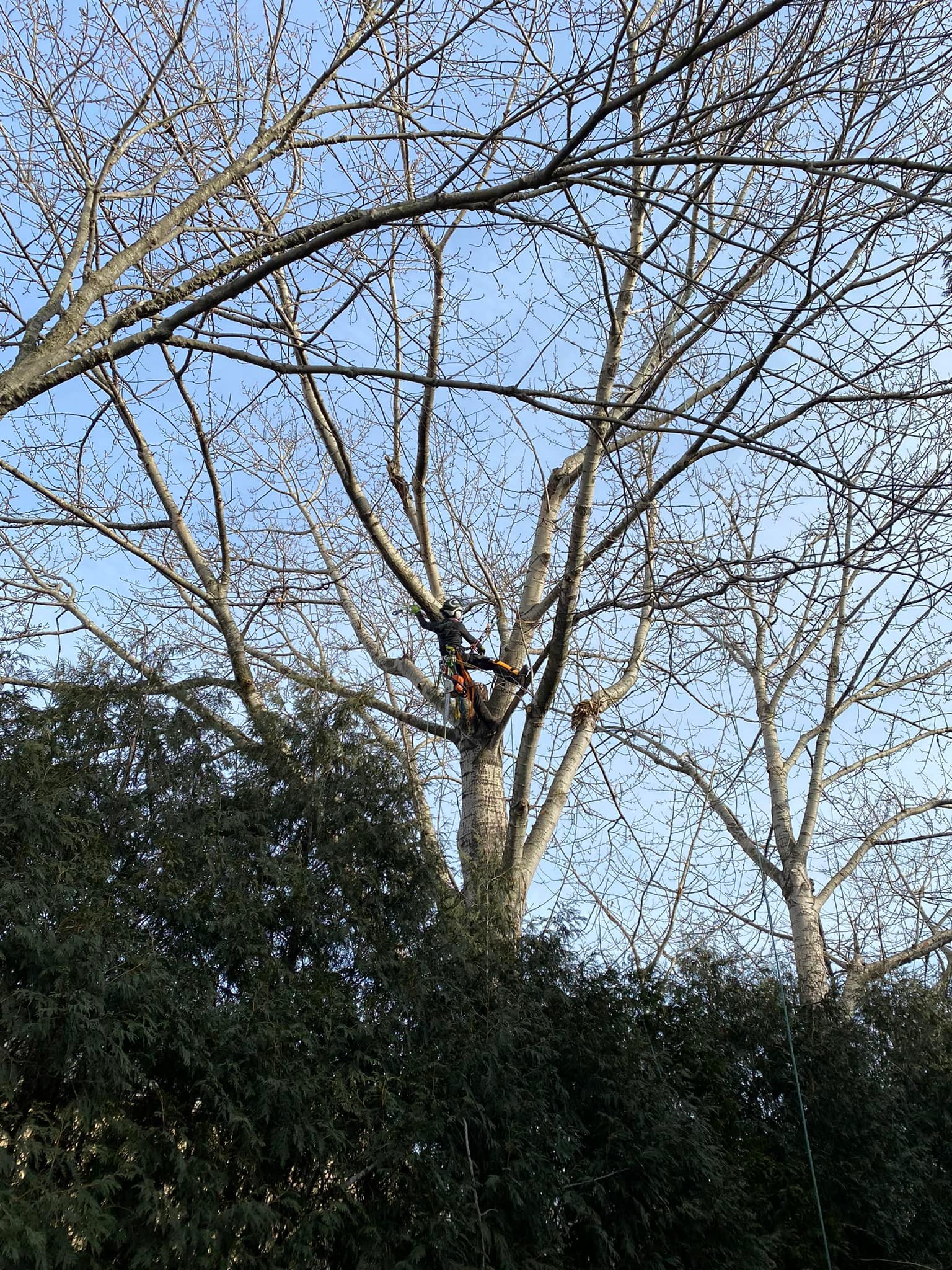 Ursa Minor Tree Care | Brown Deer WI