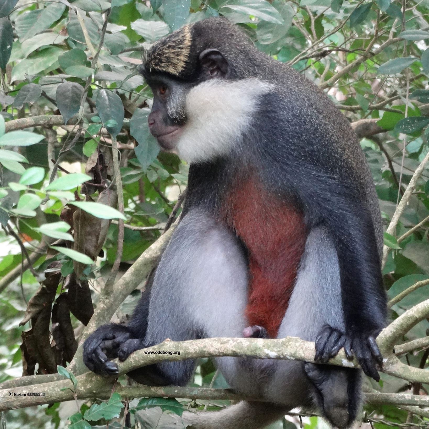 Cercopithecus... - Cercopithecus erythrogaster erythrogaster