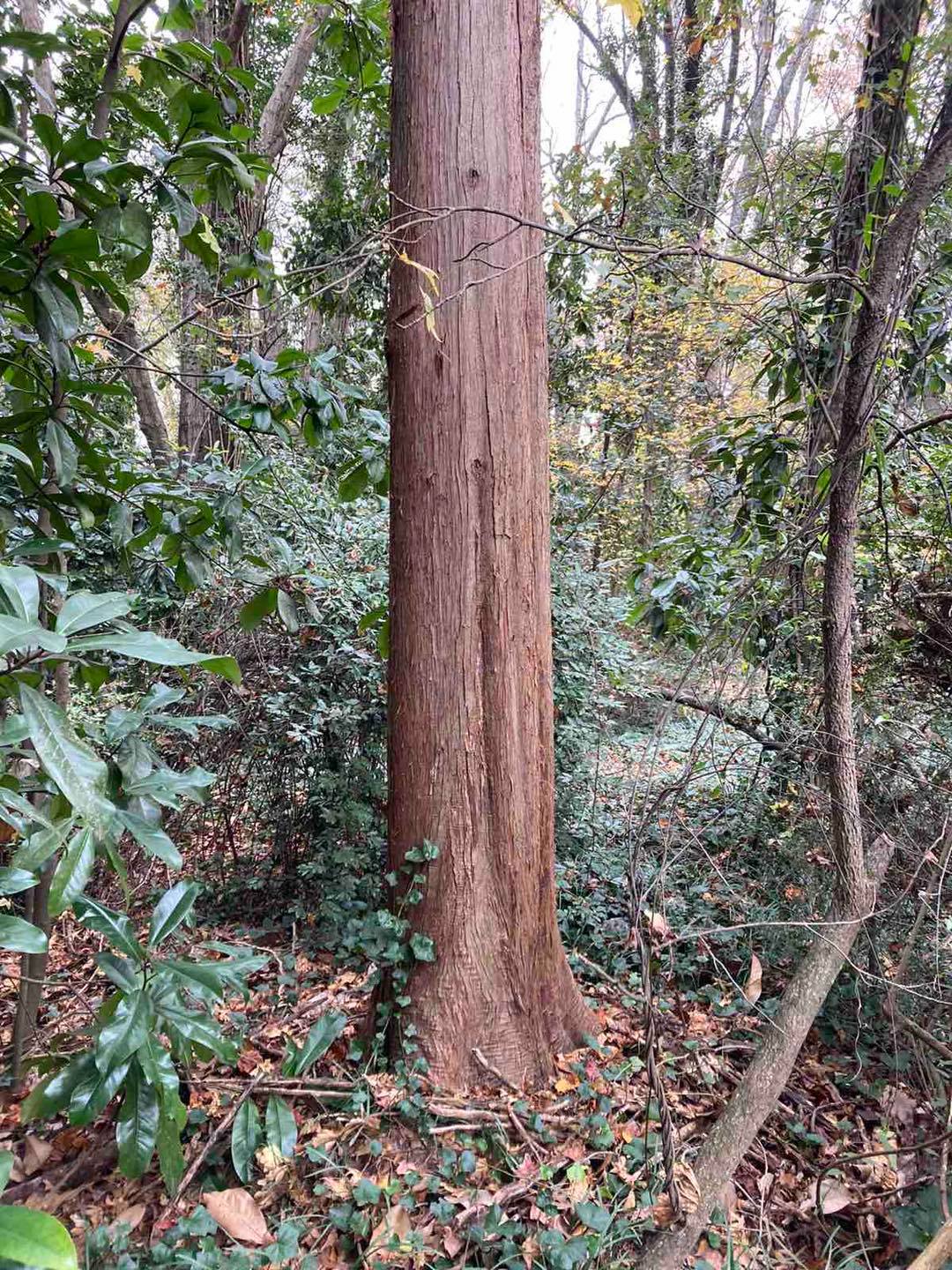 Upstate Tree Care LLC | Greenville SC