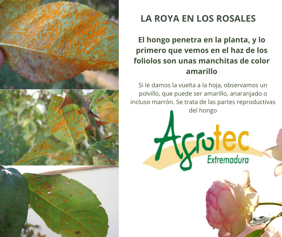 La roya es un hongo que afecta a... - Agrotec Extremadura