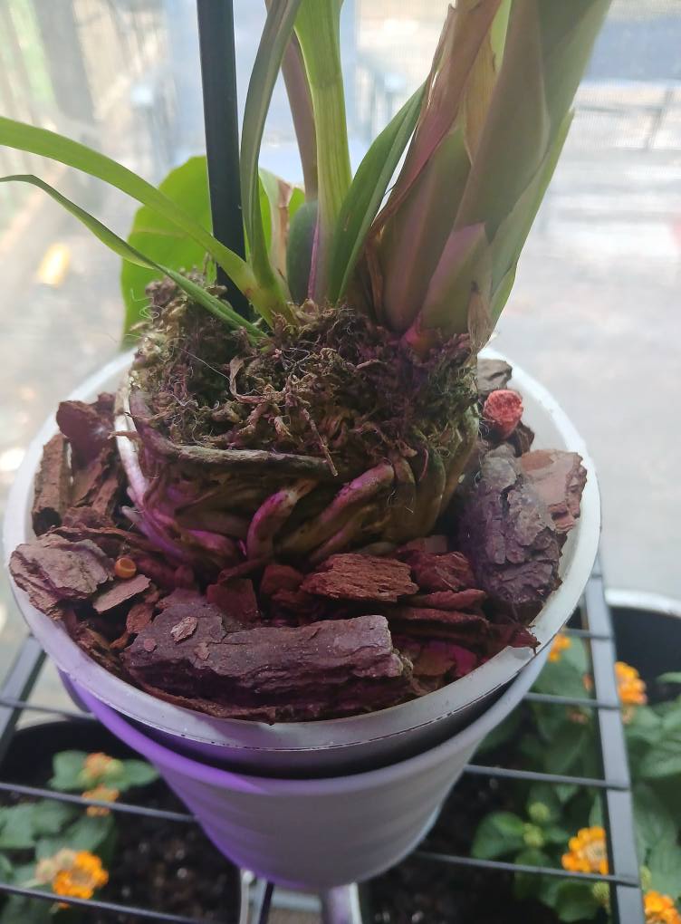 What advice for a Zygonisia Murasakikomachi x Z. Blue Hawaii