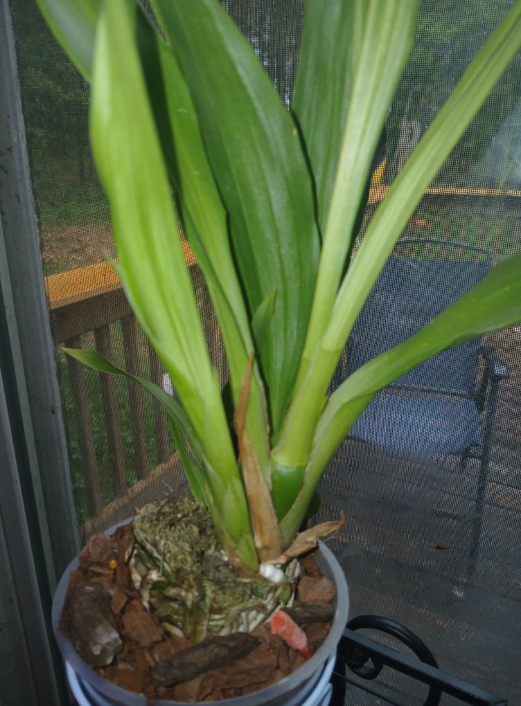 What advice for a Zygonisia Murasakikomachi x Z. Blue Hawaii