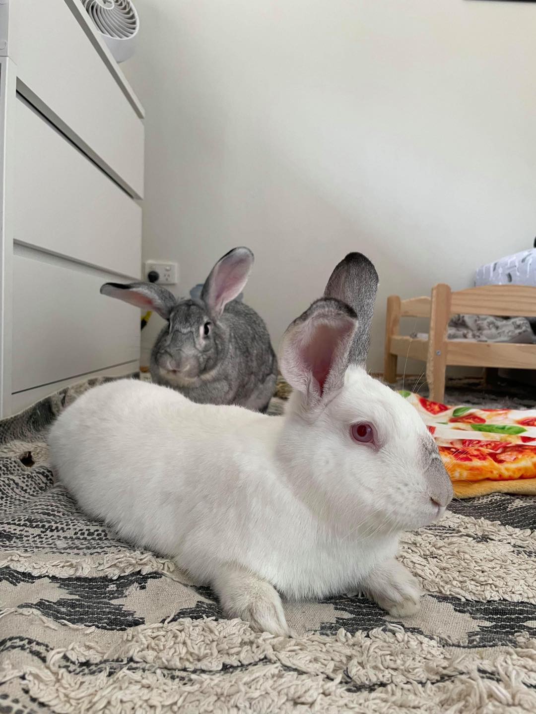 Bonded sisters … Hailey & Holly... - Romeo's Rabbit Rescue | Facebook