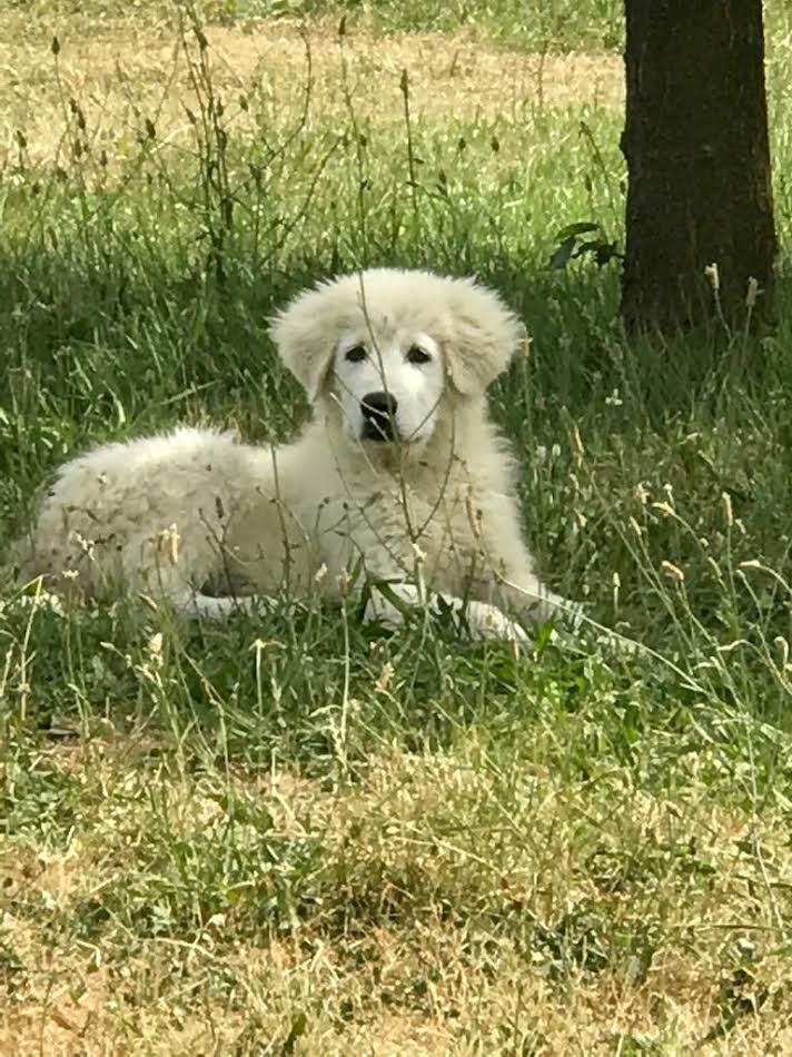 CUCCIOLI E DINTORNI DEL CANE PASTORE MAREMMANO ABRUZZESE | Facebook