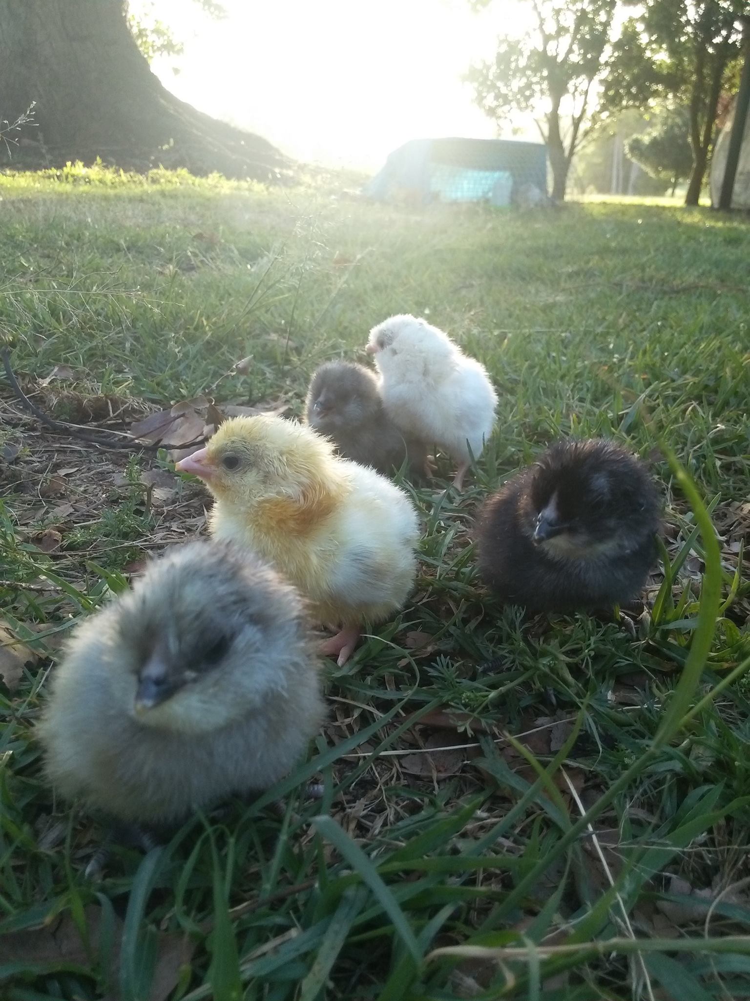 FOR SALE: Araucana, Light... - Northern Rivers Poultry