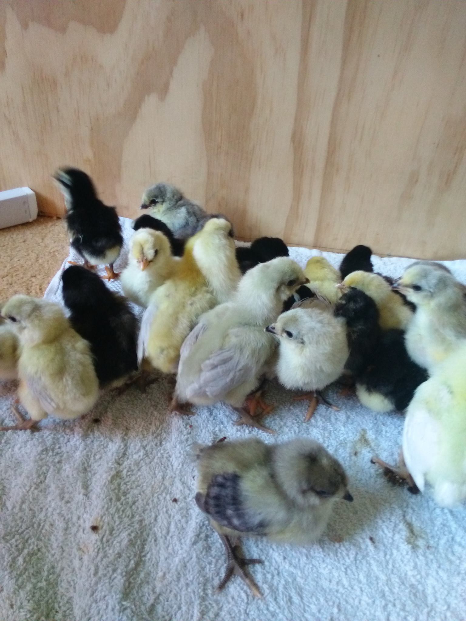 FOR SALE: Araucana, Light... - Northern Rivers Poultry