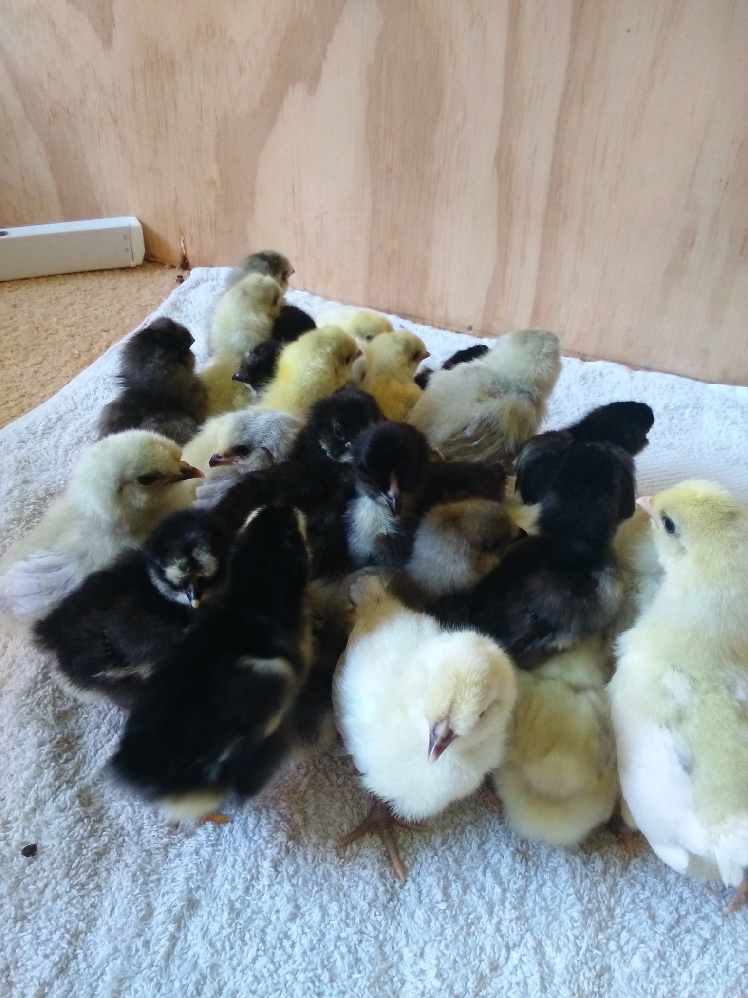 FOR SALE: Araucana, Light... - Northern Rivers Poultry