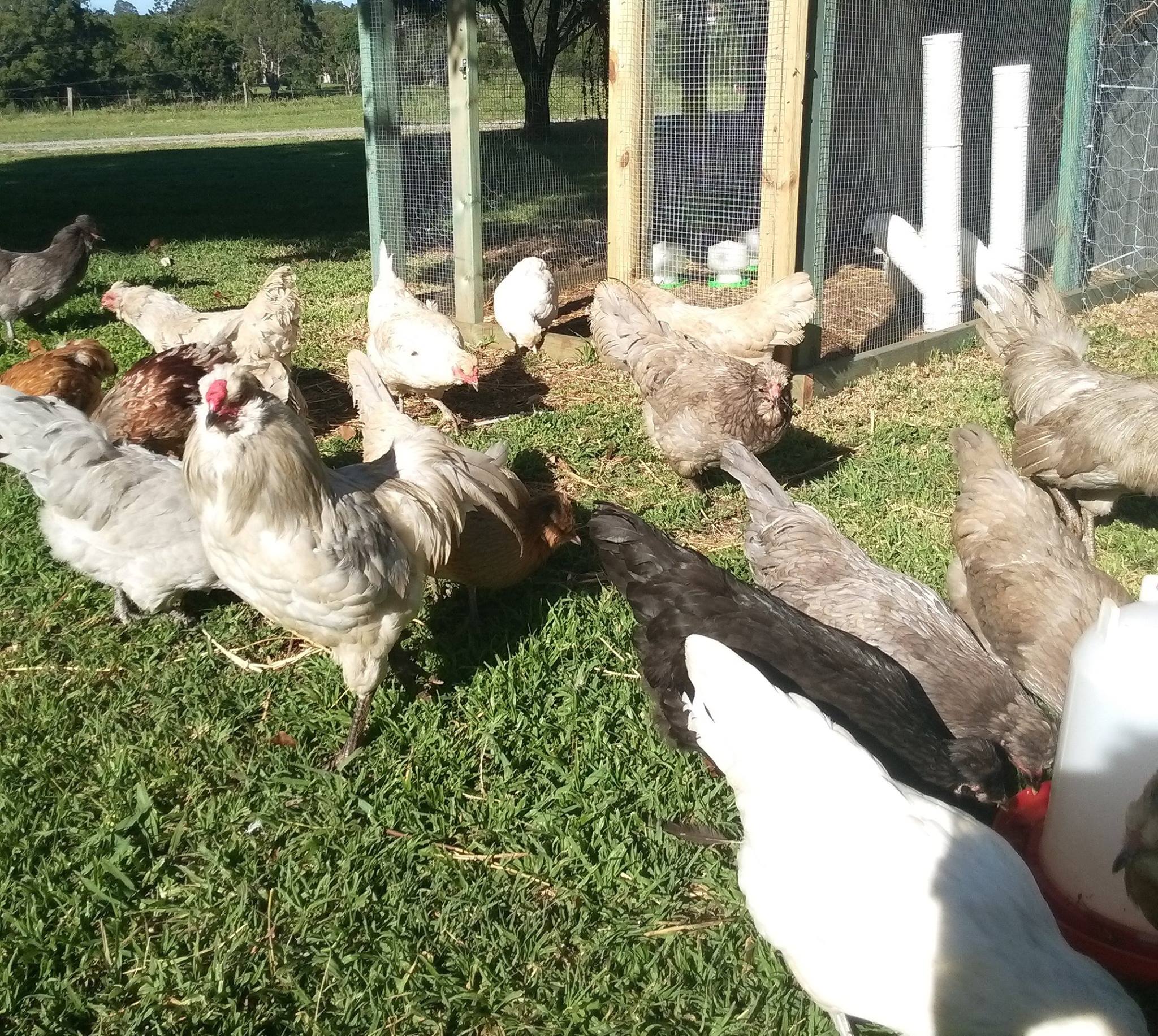 FOR SALE: Araucana, Light... - Northern Rivers Poultry