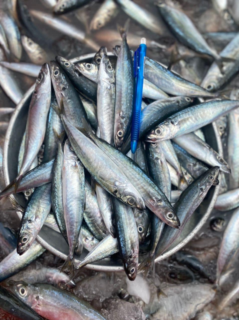 IKAN SEGAR | Inanam