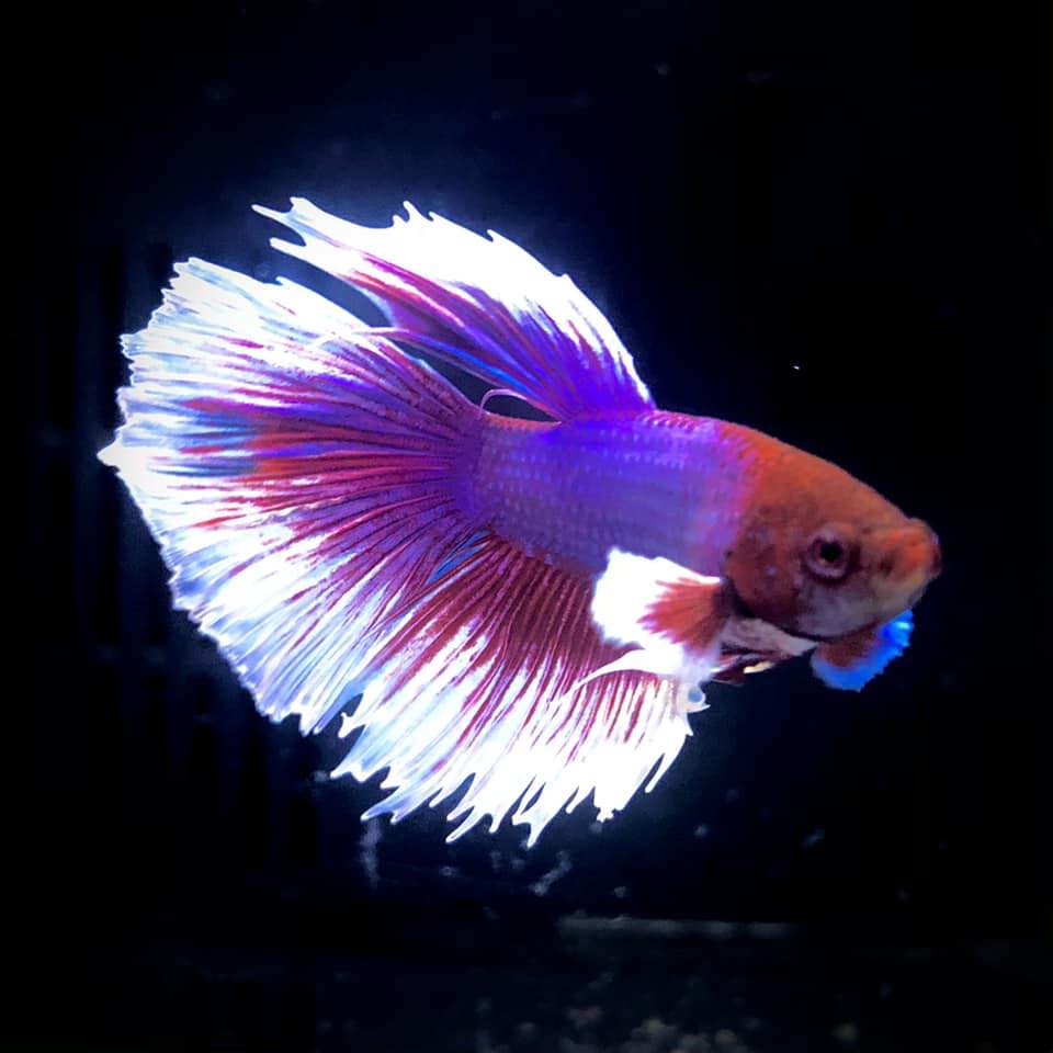 🇱🇰🇱🇰🇱🇰 FISH UPDATE FRIDAY 🇬🇧🇬🇧🇬🇧... - Bardills Aquatics | Facebook