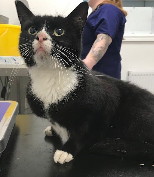 😻 Daisy the cat was found by... - RSPCA Darlington & District