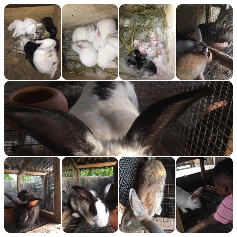 Rabbit Farming Business, Ghana 🇬🇭 | Facebook