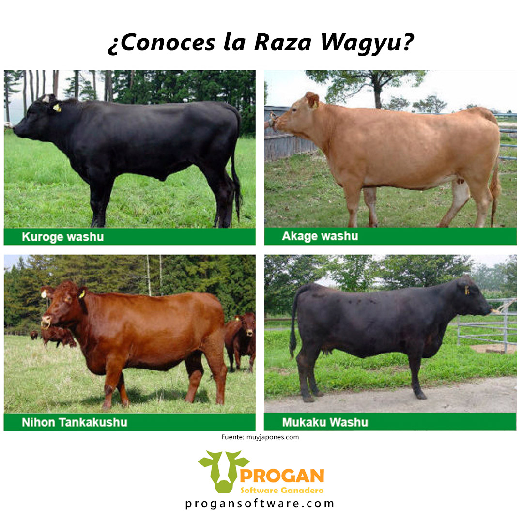 Es una raza bovina originaria... - Software Ganadero Progan | Facebook