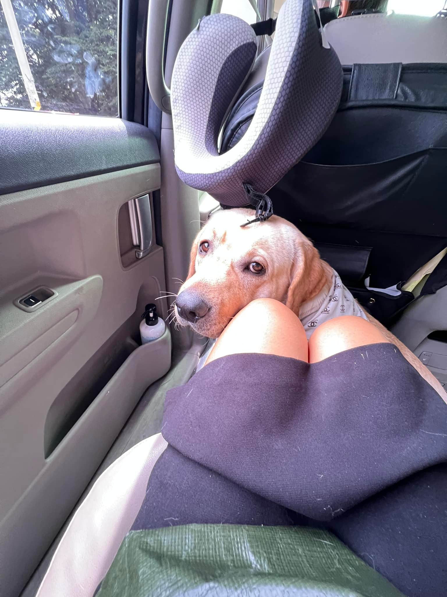 ตอนนี้ทำเป็นง่วง ทำเป็นจะตาย... - Dobby Bambii labrador