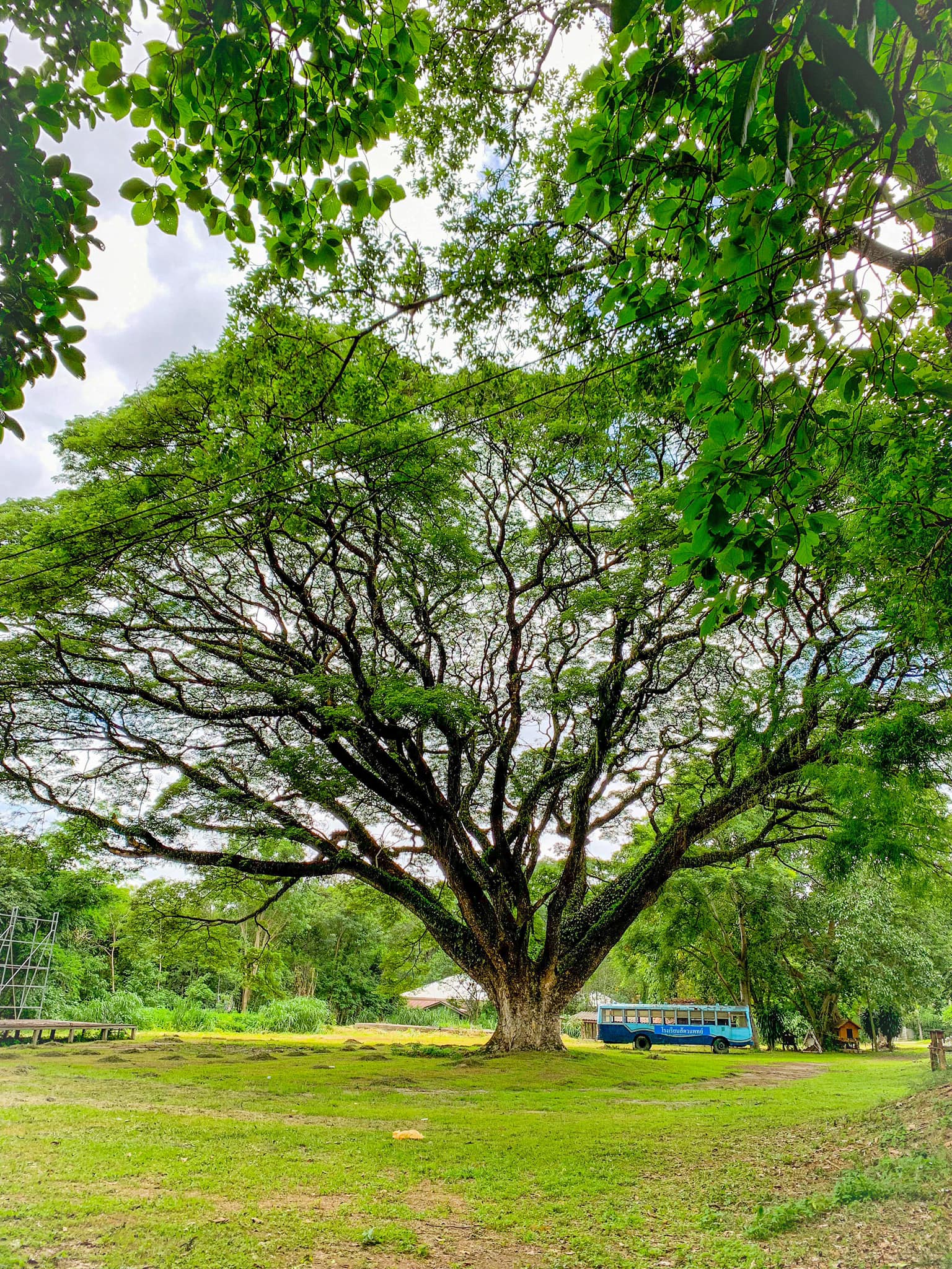 Terrence May - A gigantic Rain Tree (Jamjuree)🌳 Trees are...