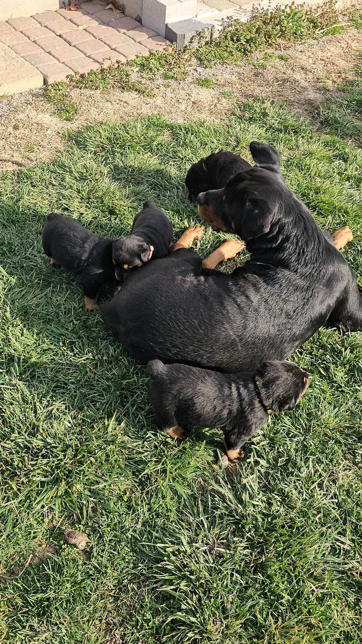 Marshall's Rottweilers of Southeast Missouri