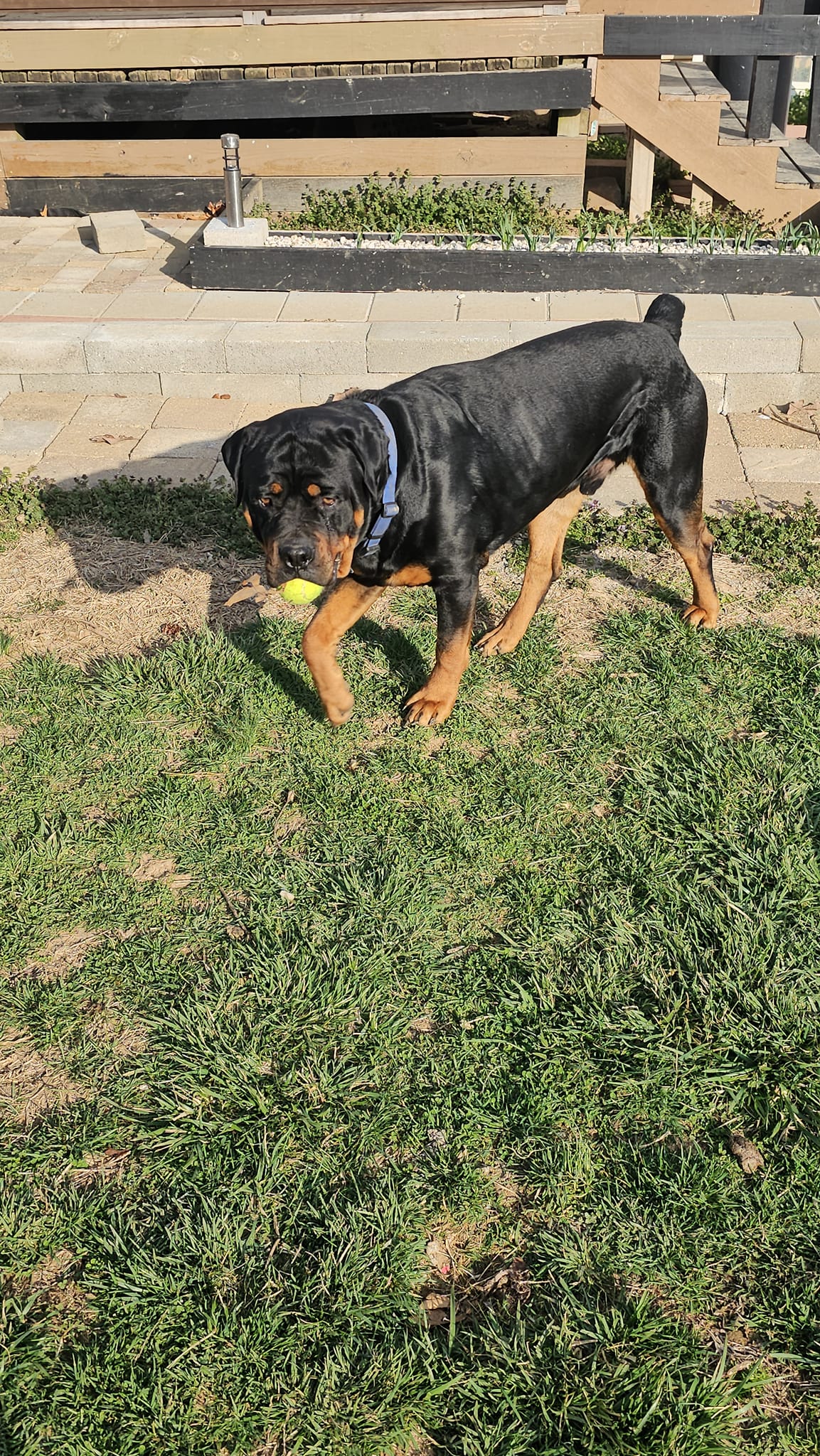 Marshall's Rottweilers of Southeast Missouri