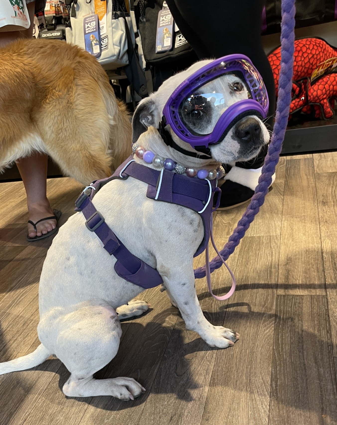 Where to find large purple Rex Specs dog goggles?