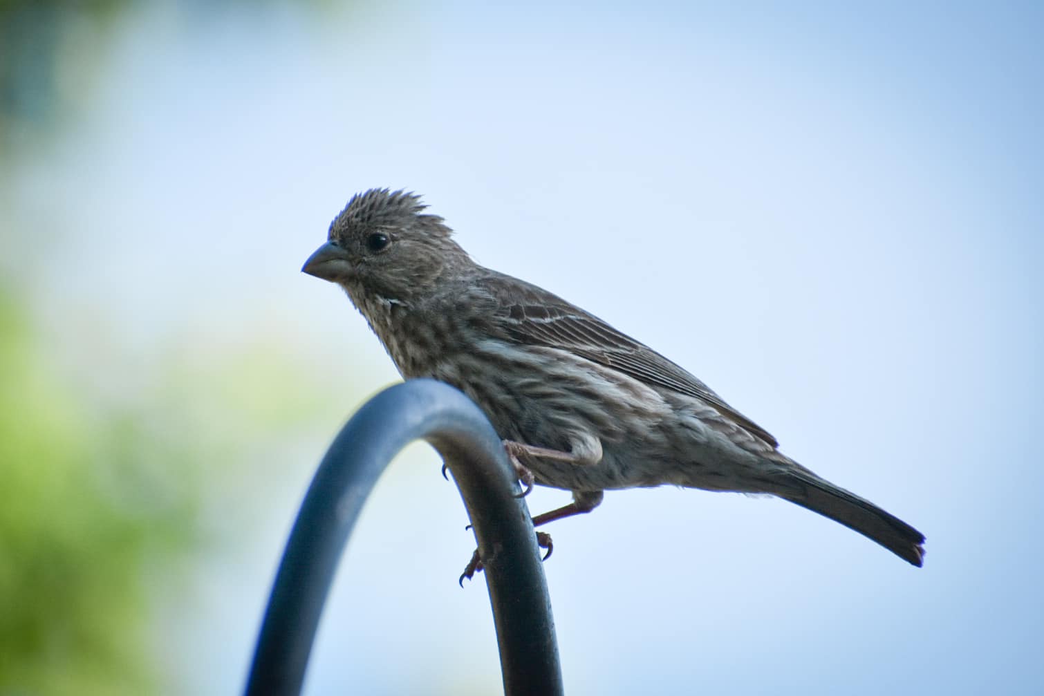 House finches nesting in flower basket