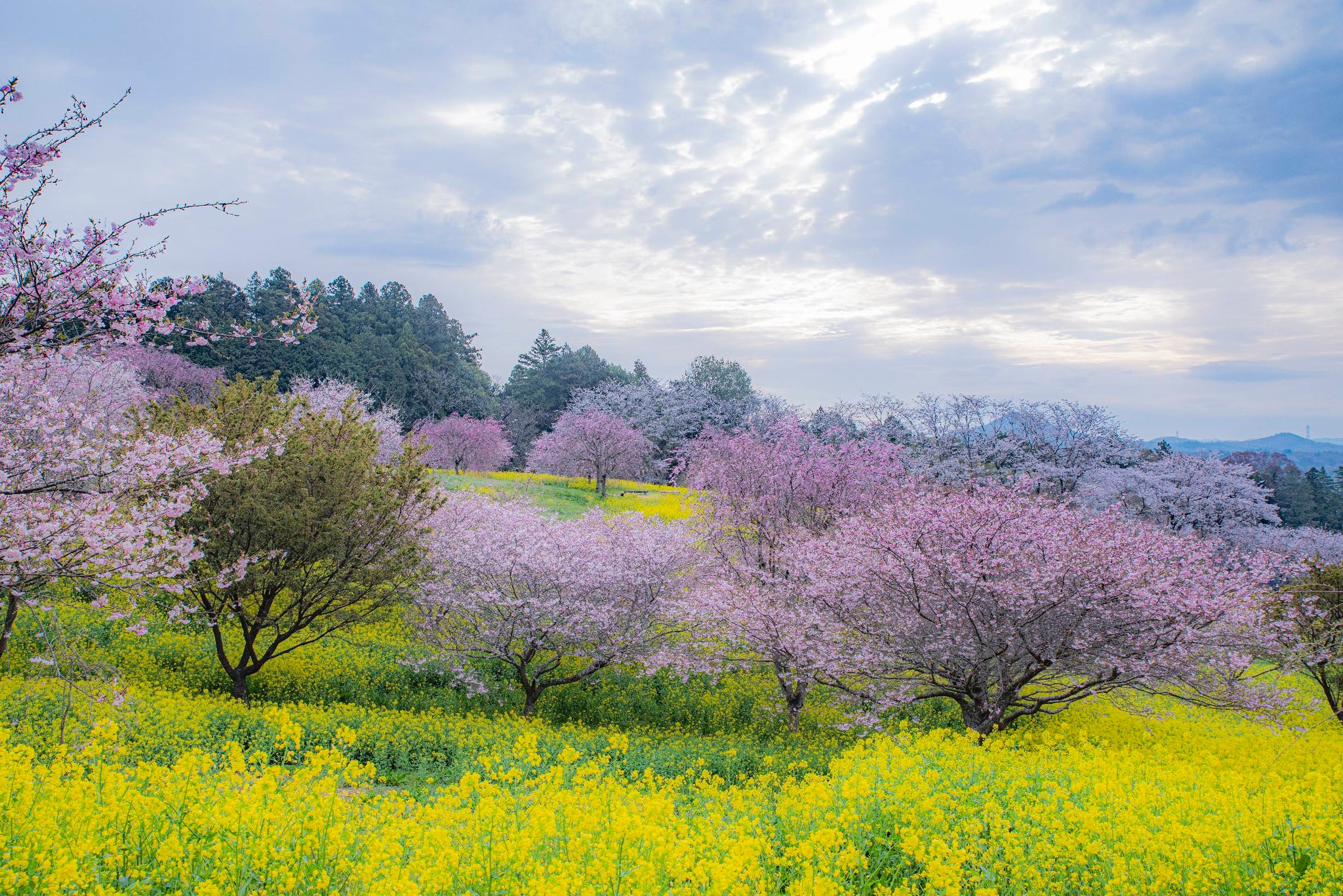 益子町小宅古墳群 菜の花と桜 開花はしていましたが、見頃はあと少し