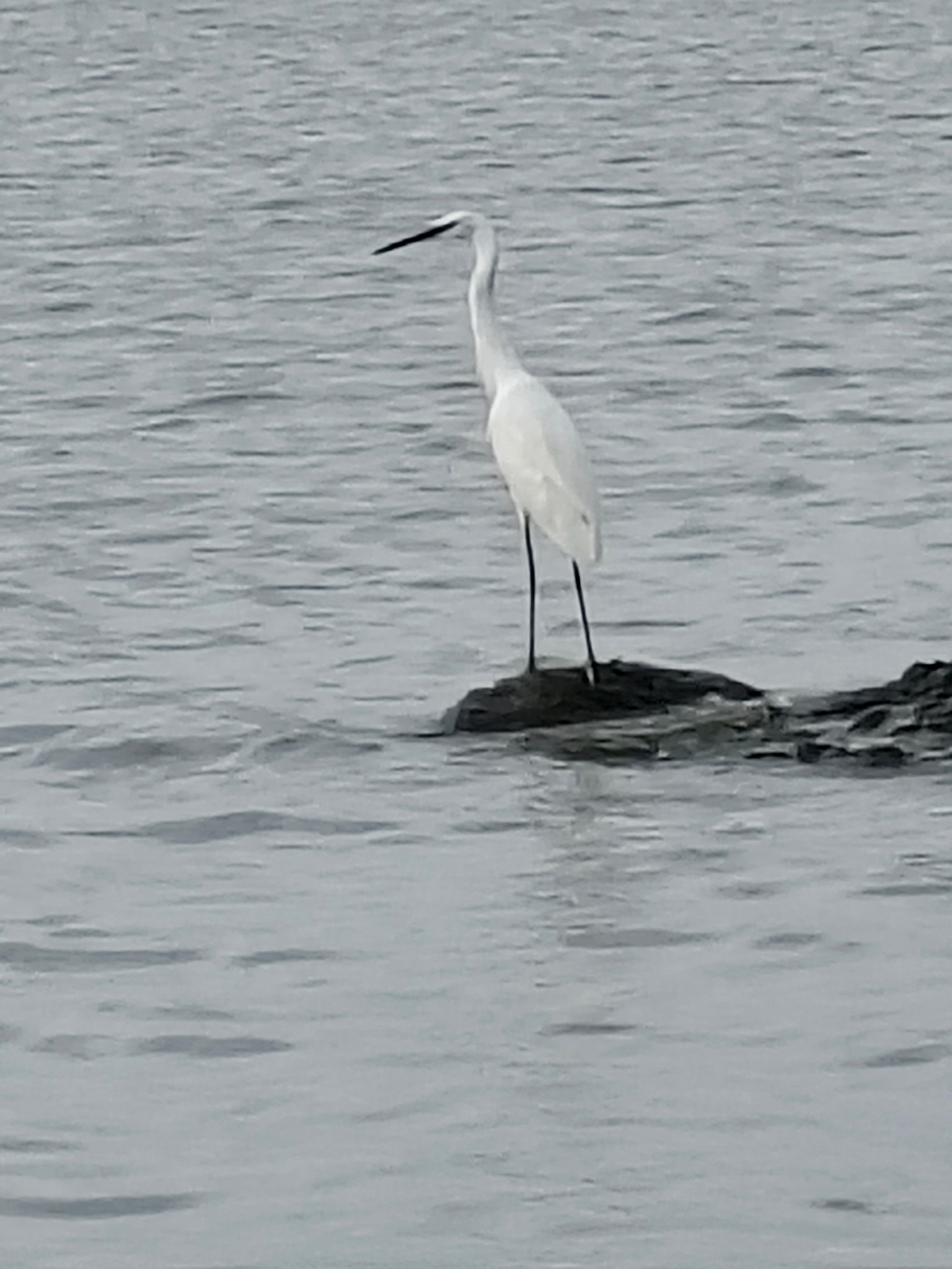 BirdLife South Africa | Stork or egret? | Facebook
