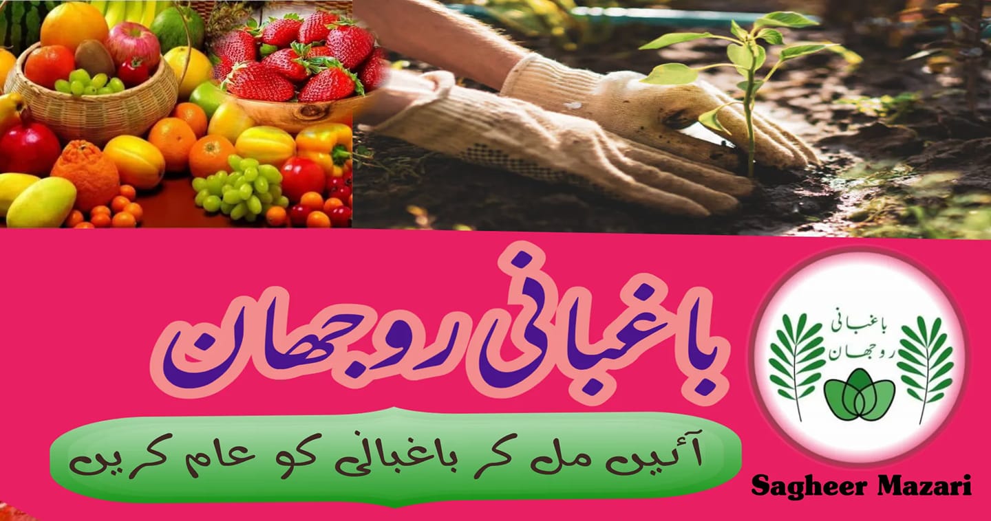 Baghbani Rojhan باغبانی روجھان | Facebook