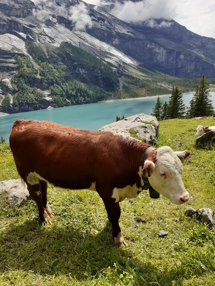 Richä's Ranch | Frutigen