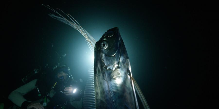 Baleine sous Gravillon - Le regalec: le plus long poisson du monde est ...