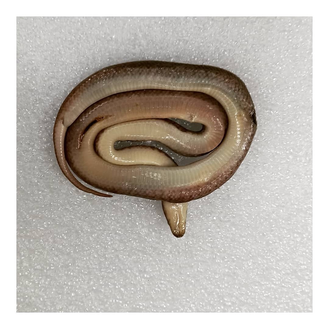 ~ Pygmy Python ~ Antaresia... - Preserving4thefuture