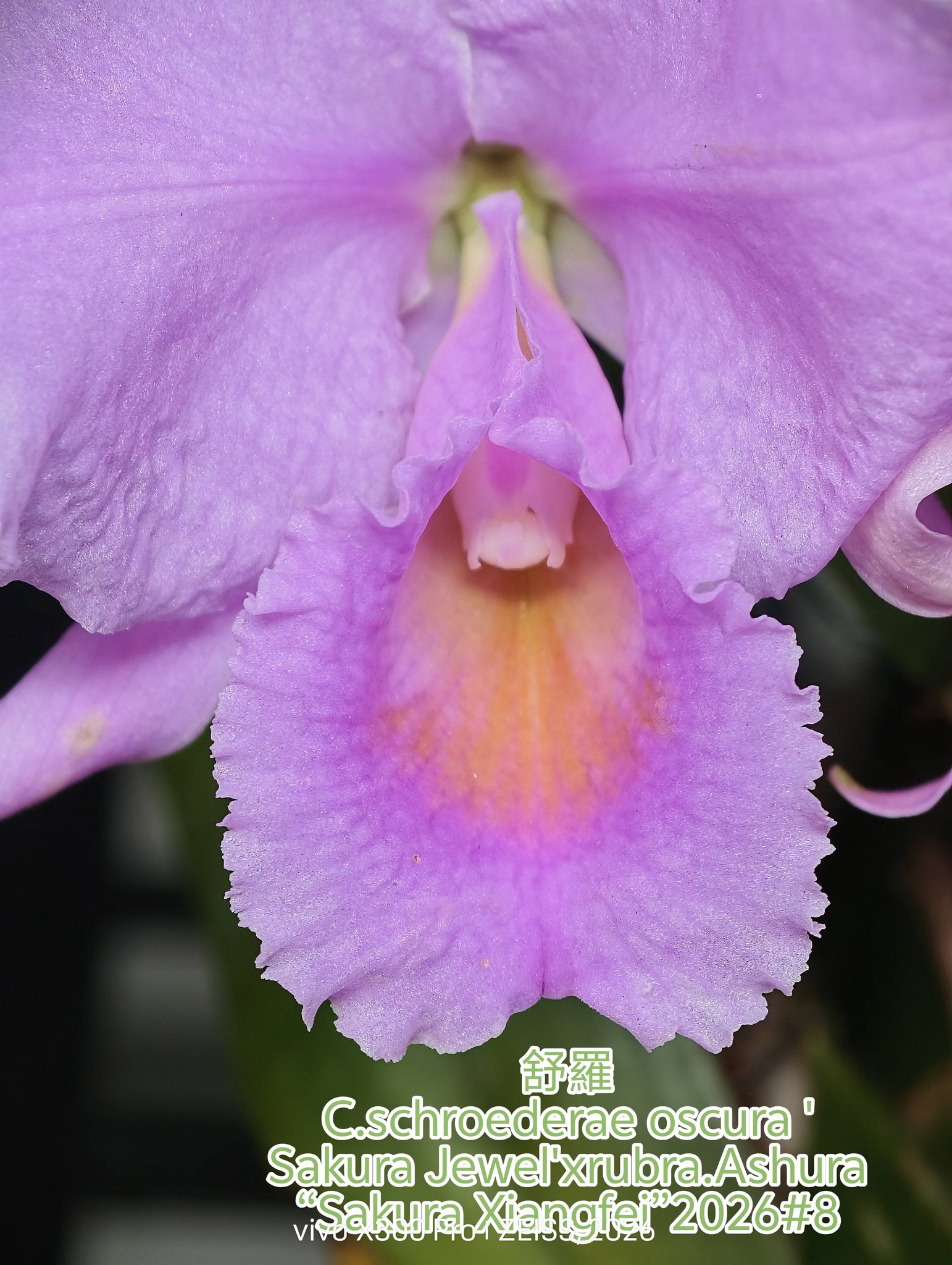 舒羅 C.schroederae oscura 'Sakura Jewel'xrubra.Ashura “Sakura