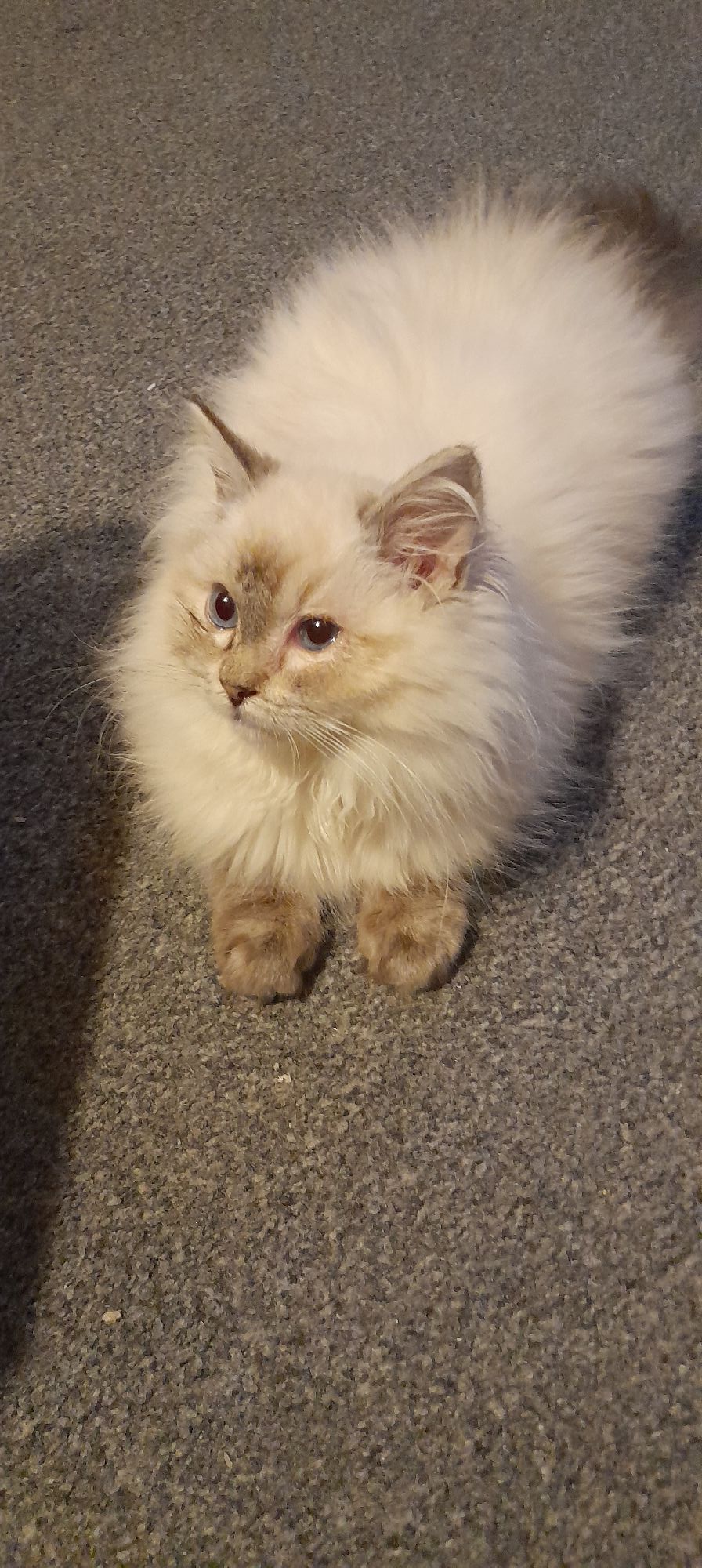 My First Ragdoll | This is Gus he's a 5 month seal tabby ragdoll doing ...