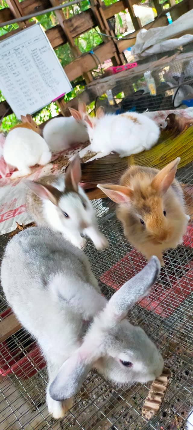 Selesai cod 10 ekor rabbit ptg... - RS Farm N' Rabbitry Kulim | Facebook