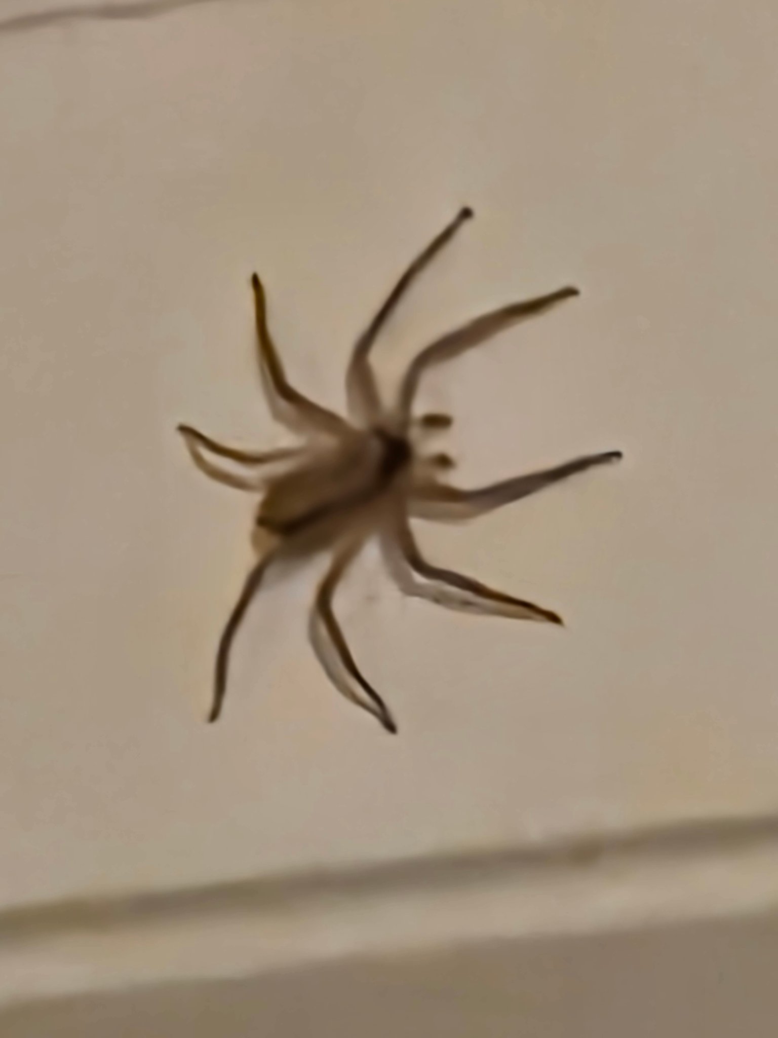 What is this spider that didn't bother anything?