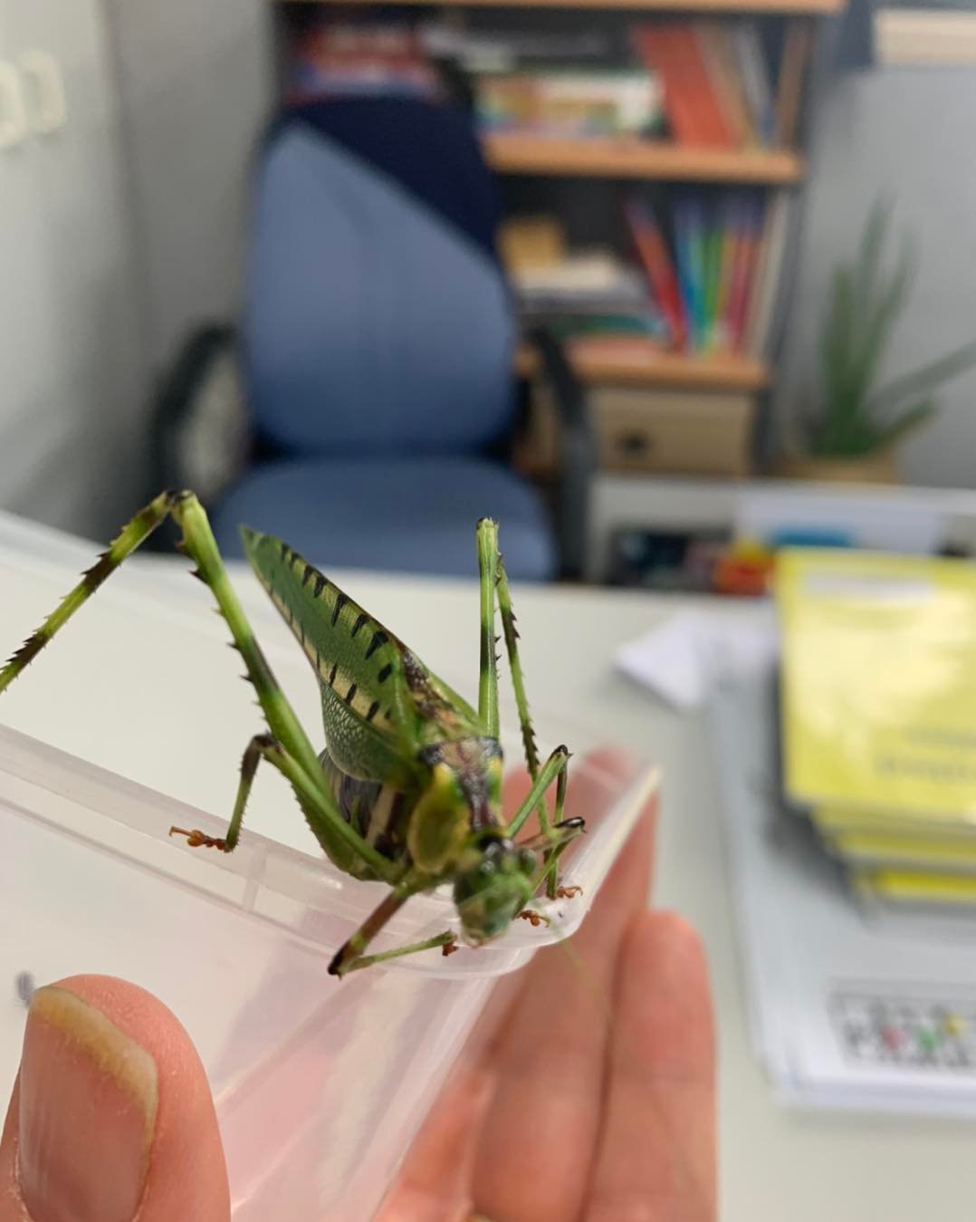 When you immerse yourself in... - The Primary Science Teacher