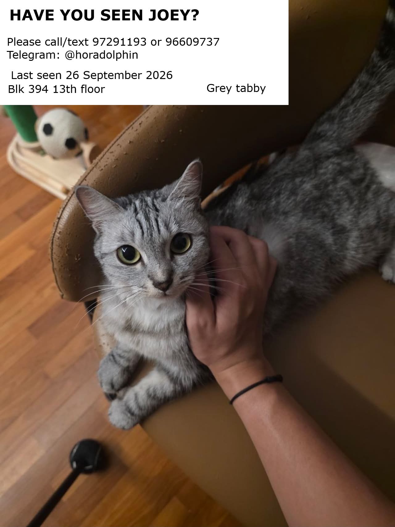 MISSING CAT: Joey, grey tabby, last seen at Blk 394 Bukit Batok