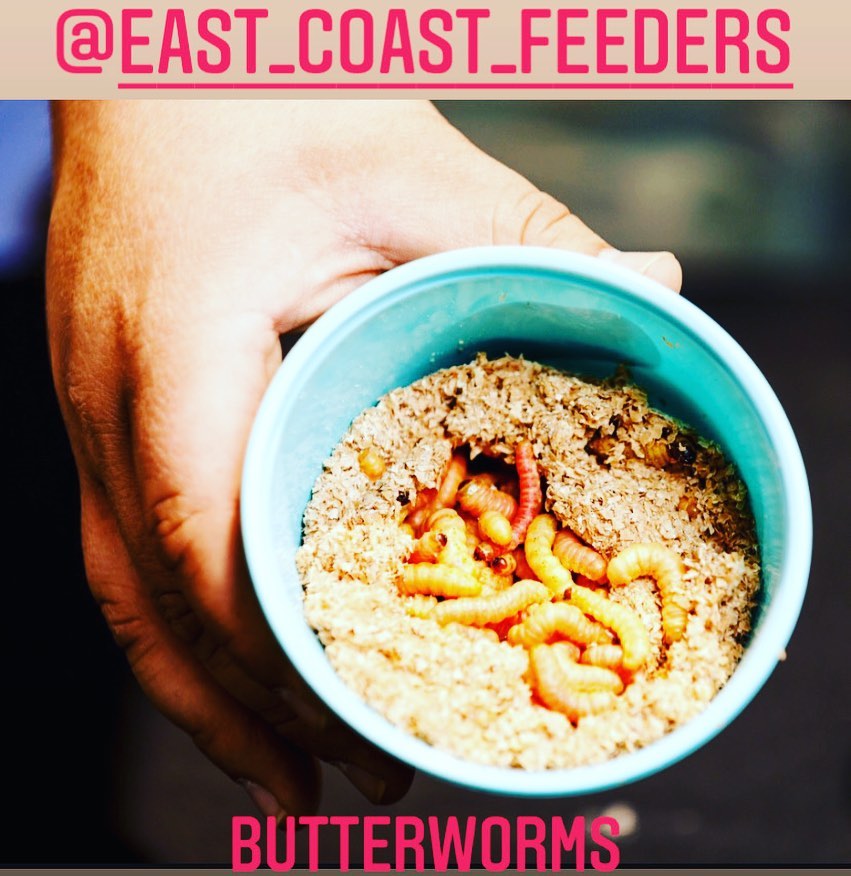 Fresh Healthy Butterworms Available... - East Coast Feeders