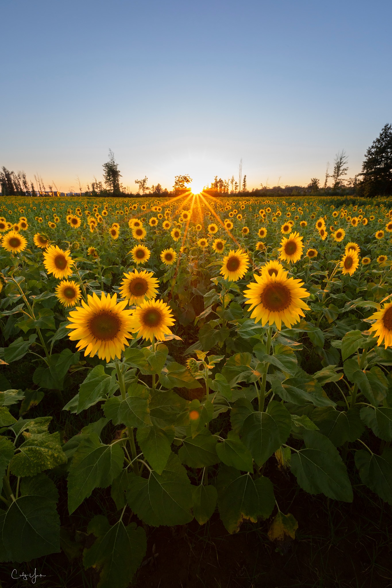 Maria's Field of Hope | Avon OH
