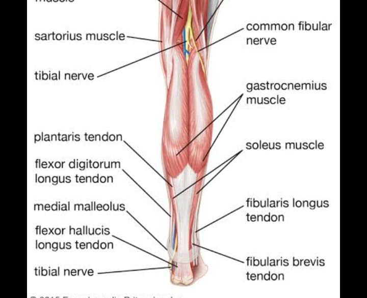 Leg Muscles Labeled Posterior View