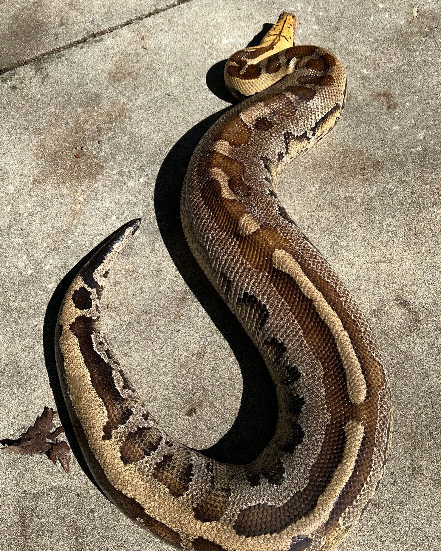 Male Borneo Short Tail Python,... - Ancient Reproductions