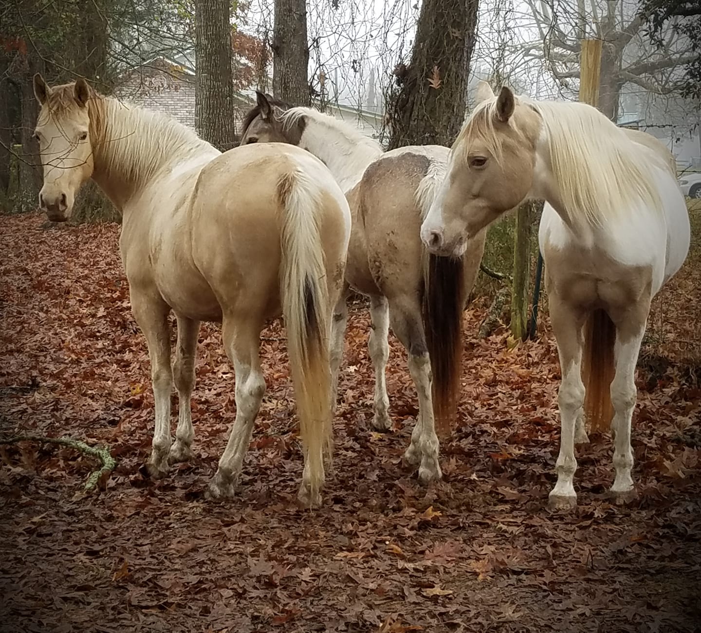 Angel's Stables Missouri Fox Trotter Horses