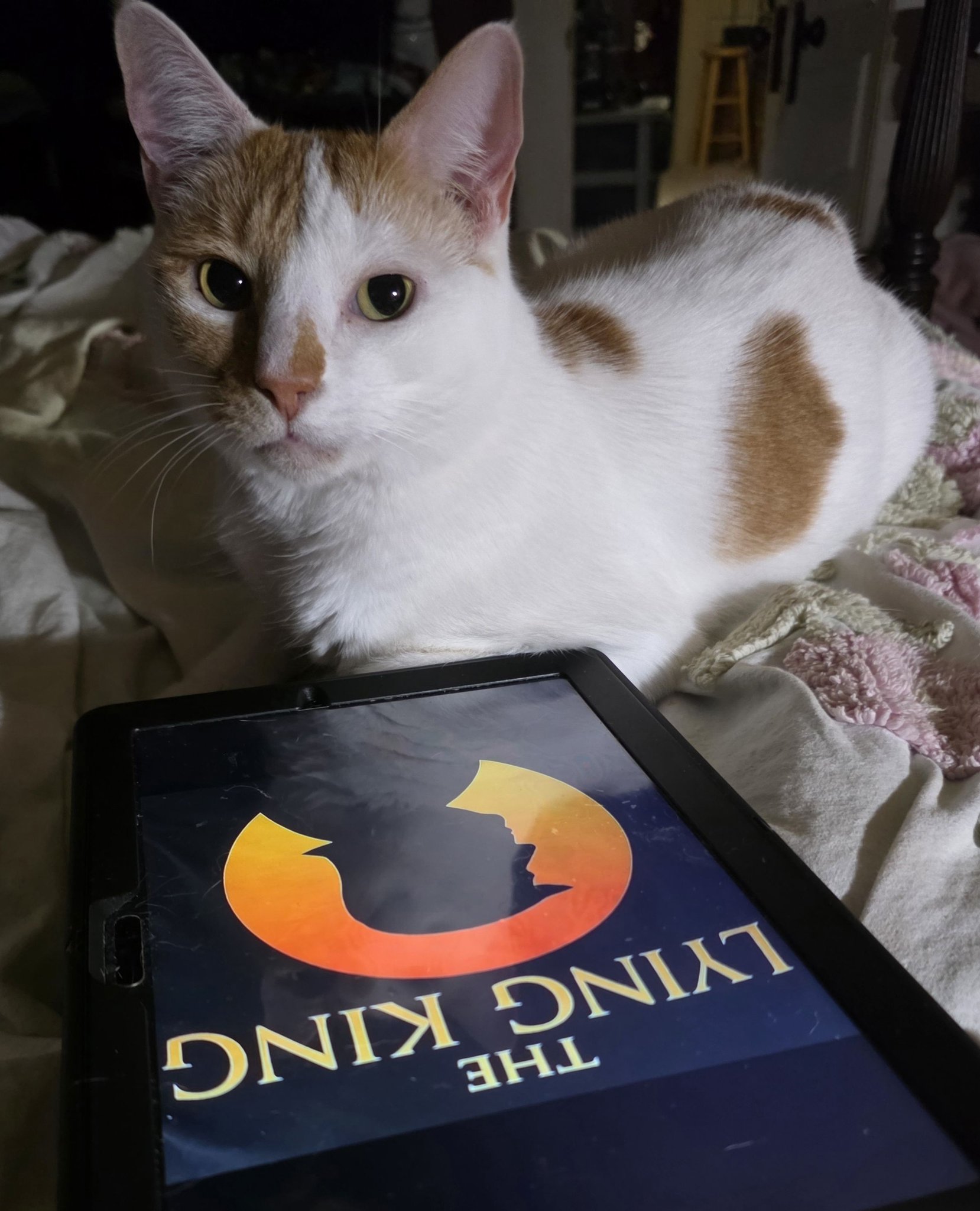 Cat named Thor dislikes the bad man giving orange a bad name