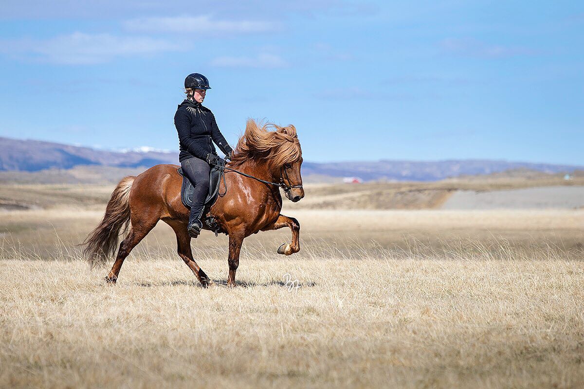 Lundar Horse Breeding - Logi is a son of Auður frá Lundum and has been ...