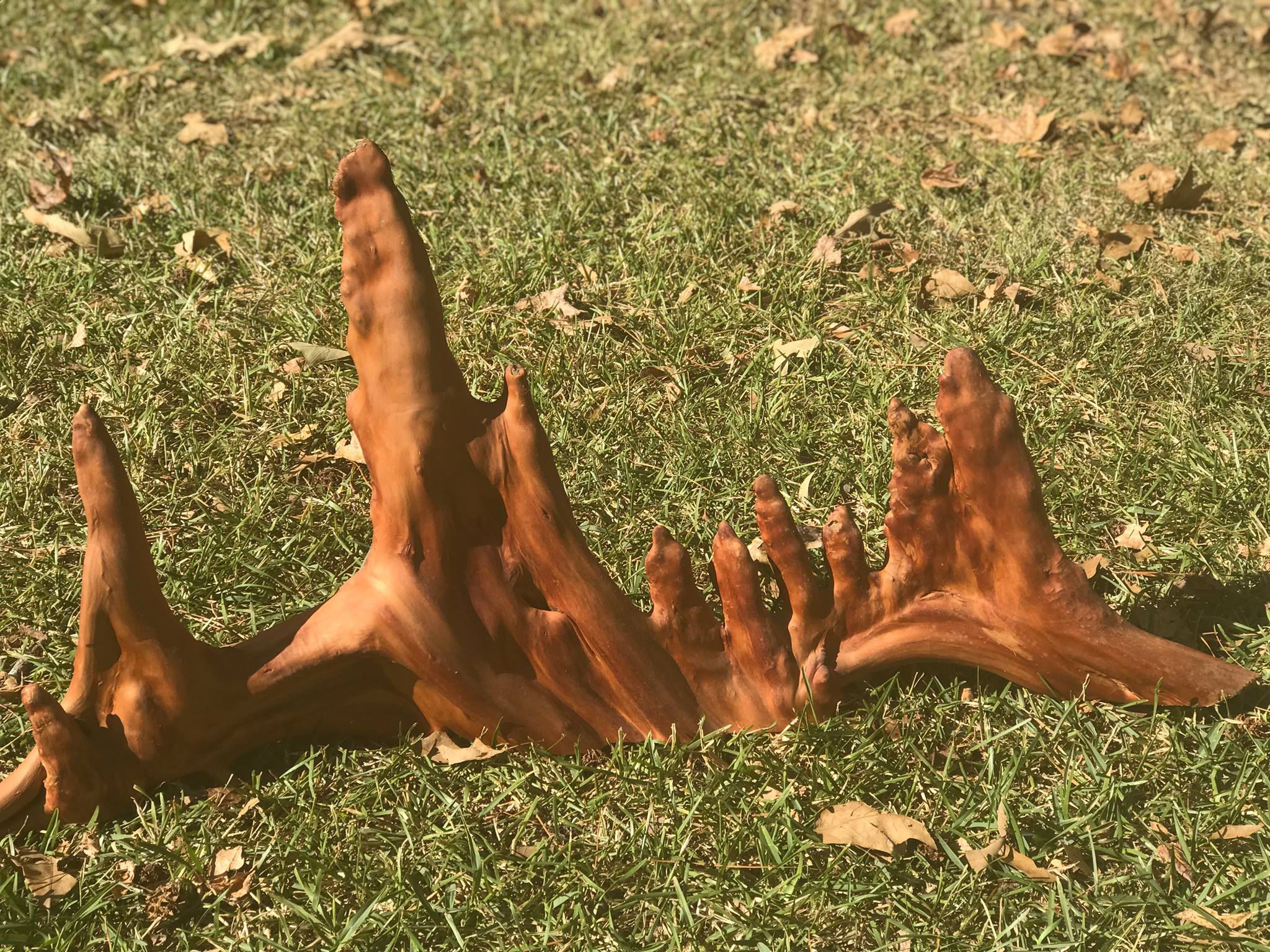 Louisiana Cypress Products