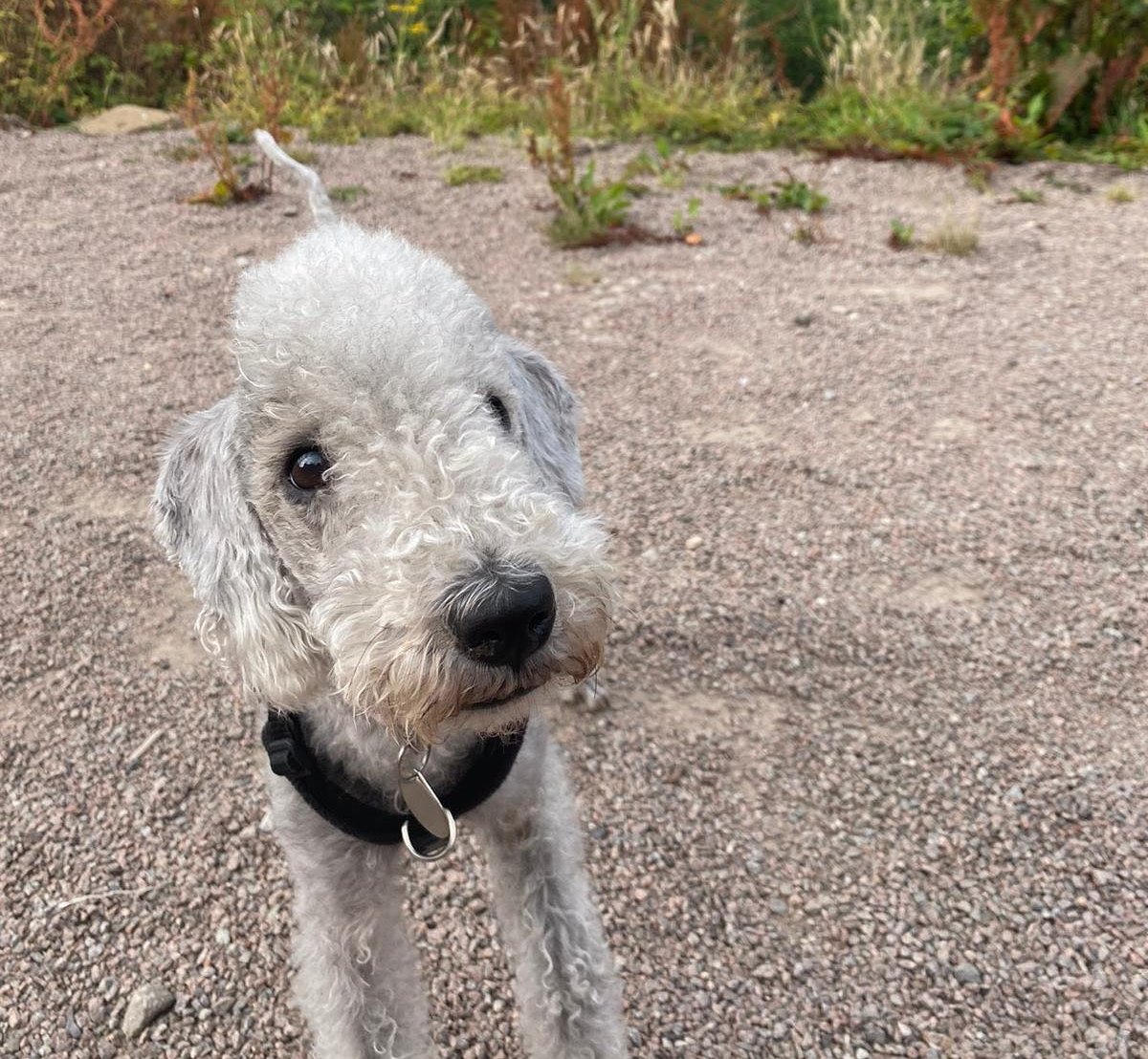 a-very-happy-3rd-bedlington-terrier-rescue-foundation