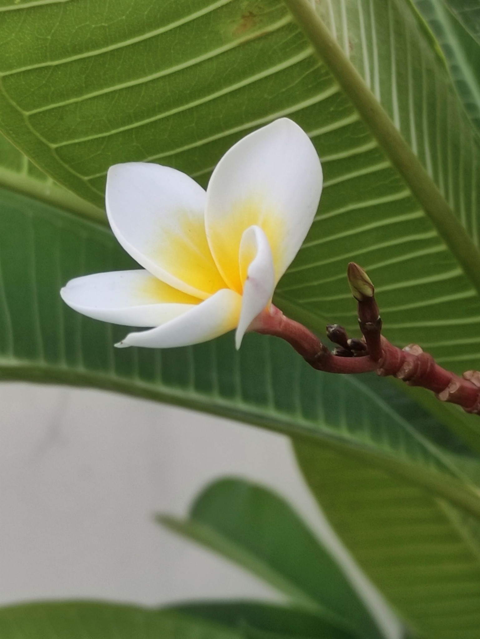 White plumeria flower with yellow center