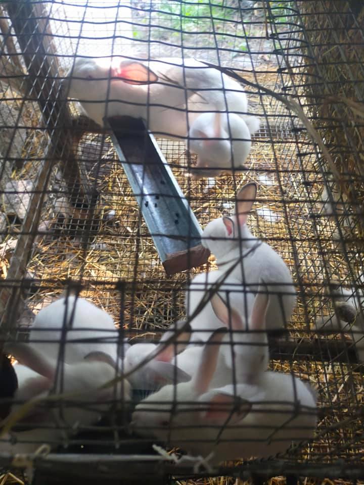 AC Rabbit Farm