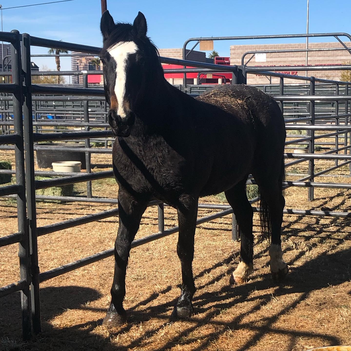 Duane Kesler Championship Rodeo
